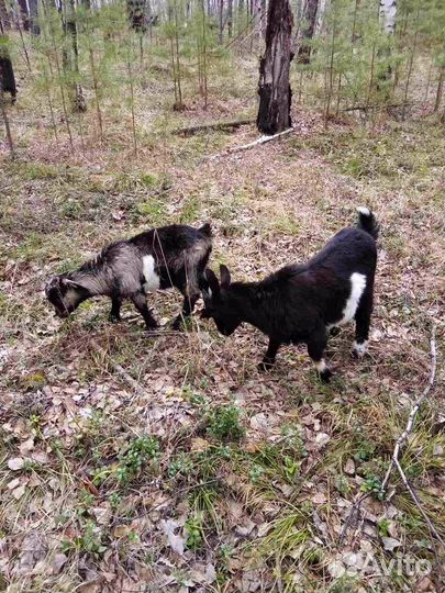 Козы и козлята