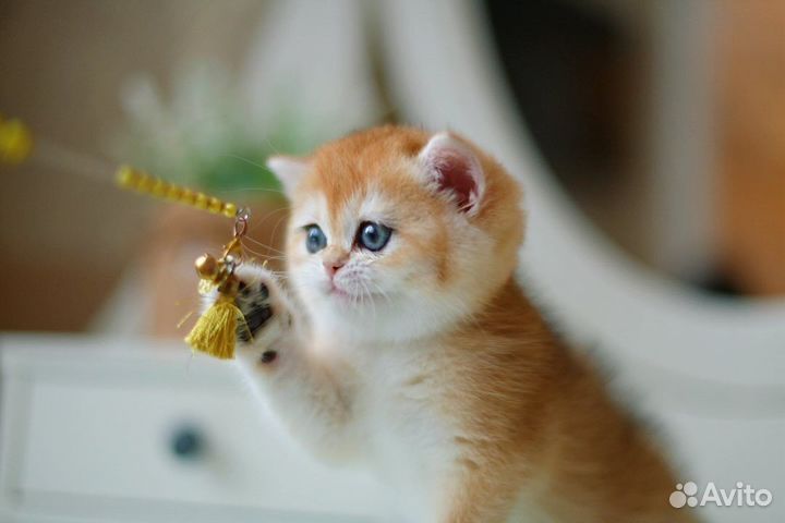 Британские котята золотая шиншилла