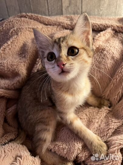 Котенок в добрые руки