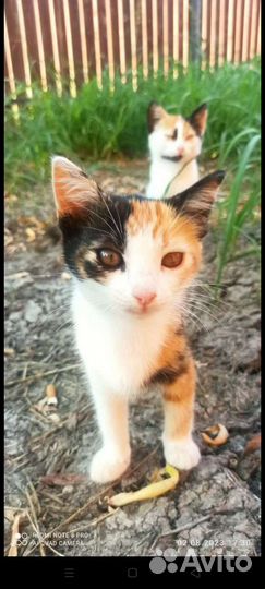 Котята 2 мес в дар