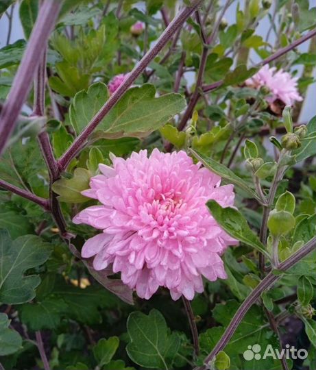 Хризантема корейская, кустовая