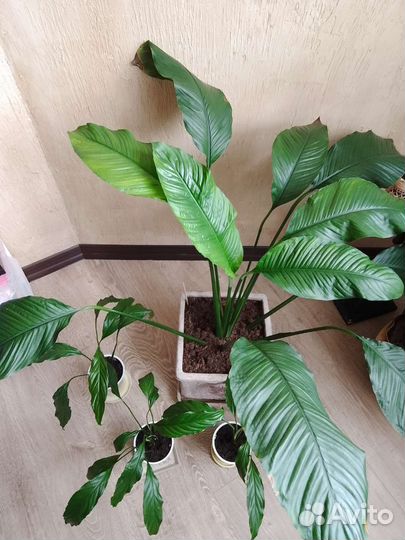 Спатифиллум,крупный сорт