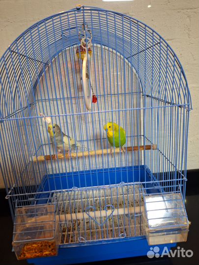 Волнистые попугаи