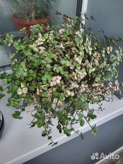 Каллизия Бьянка