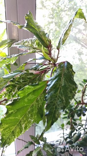 Гибискус китайская роза