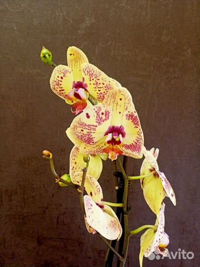 Крупноцветковая орхидея выпустила цветонос