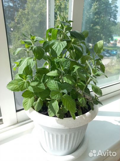 Мята, чабрец, базилик