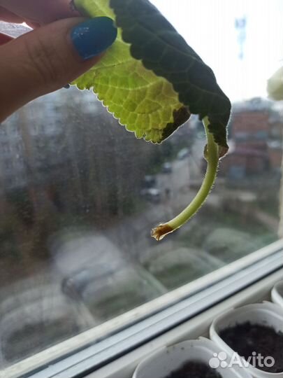 Глоксиния лист