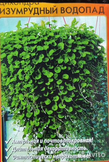 Ампельные цветы