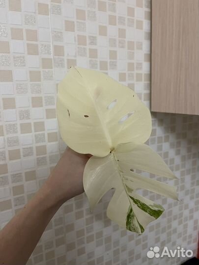 Монстера альба