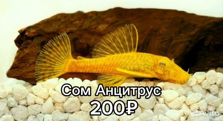 Аквариумные рыбки и растения