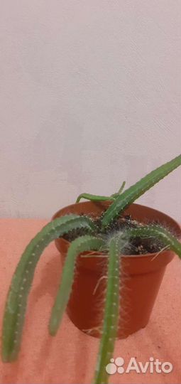 Каллы.Колеус. Амариллис.Сенецио.Фиалки