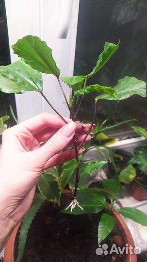 Гибискус Купера