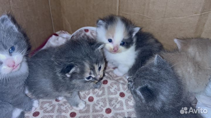 Котята в добрые руки