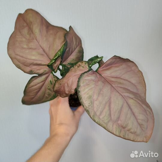 Сингониумы (1 часть)