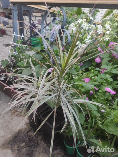 Пальма драцена