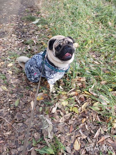 Одежда для собачки