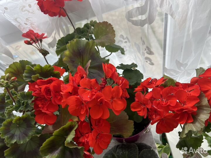 Пеларгония зональная,королевская,плющелистная