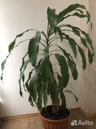 Пальма юкка