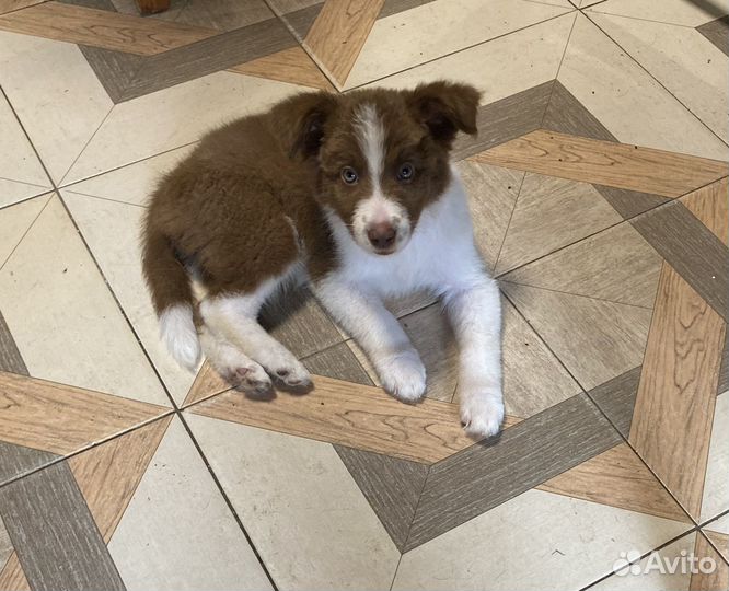 Щенки бордер колли