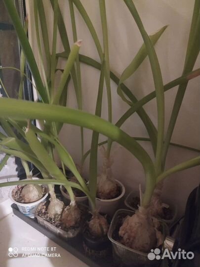 Индийский лук лечебный