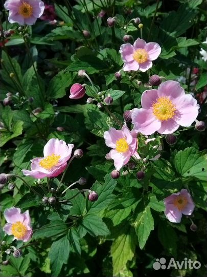 Анемона розовая многолетник