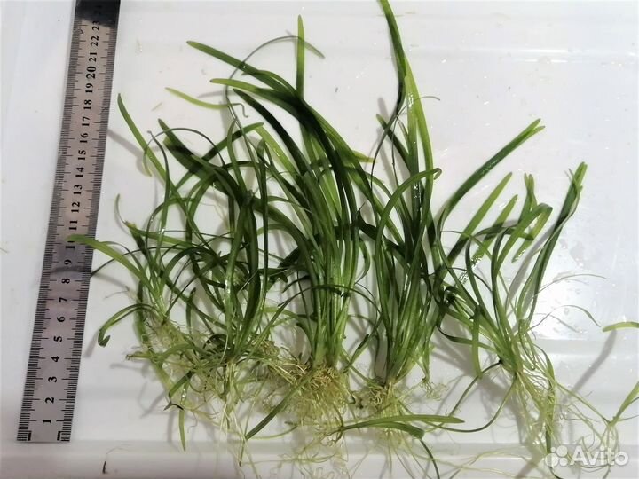 Аквариумные растения прополка