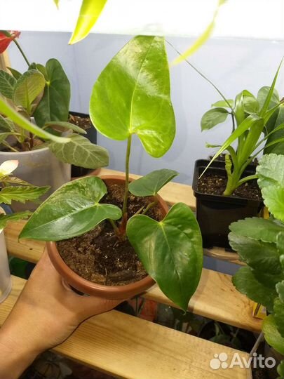 Комнатные цветы