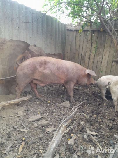 Услуги хряка