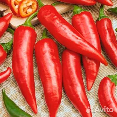 Перец острый рассада
