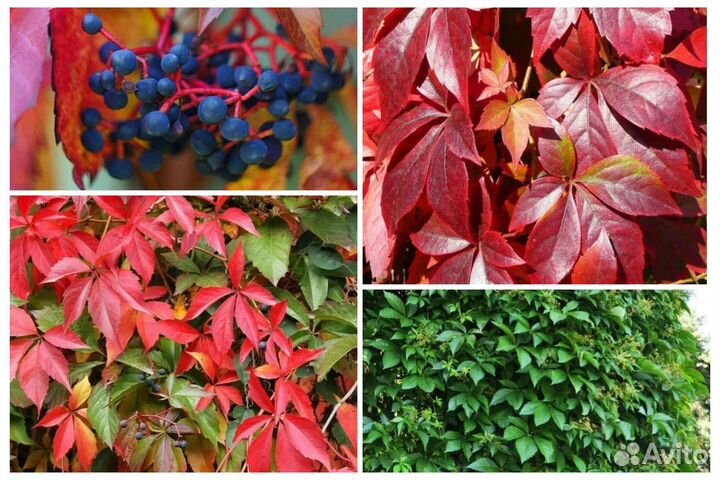 Девичий виноград. Черенки и отростки с корнем