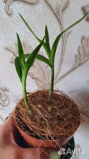 Орхидея Ваниль вариегатная и Дендробиум Кинга