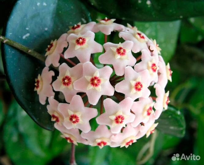 Отростки цветов