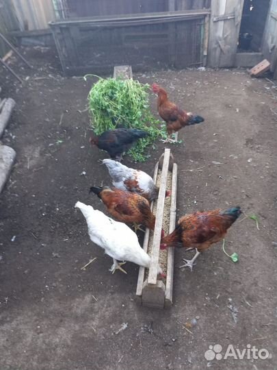 Молодые петушки, породистые домашние