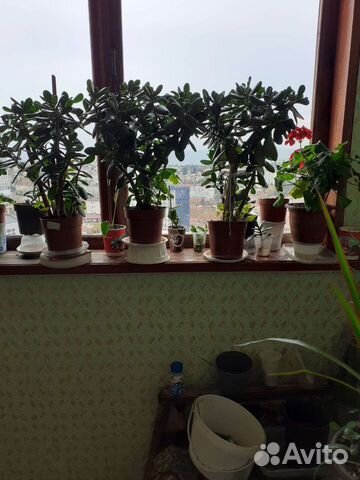 Толстянка, алоэ и другие