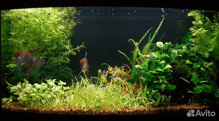 Проф. Обслуживание пресноводных аквариумов