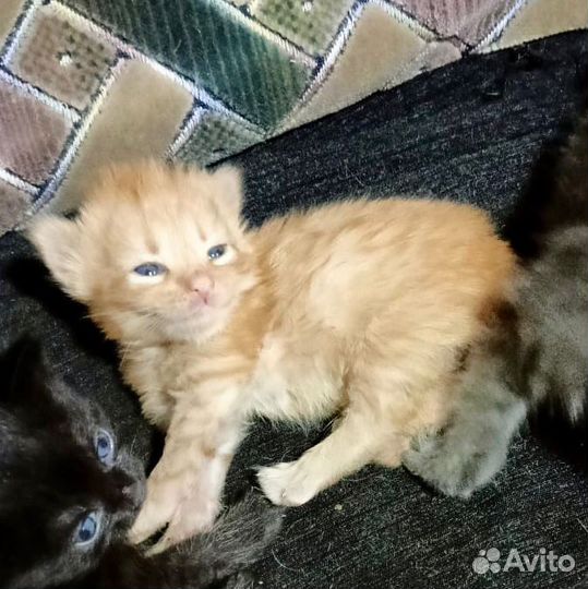Котенок в добрые руки