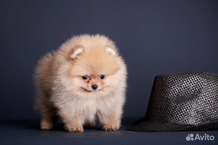 Щенки шпица