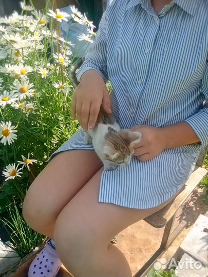 Отдам бесплатно котят