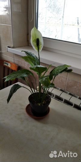 Цветок женское счастье