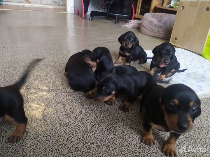 Щенки таксы