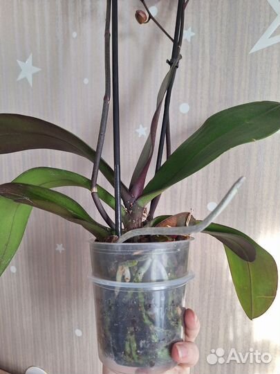 Орхидея фаленопсис