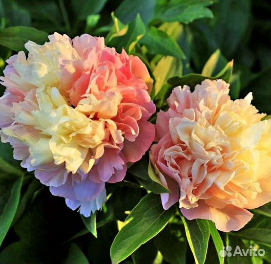 Пион Лоис Чойс