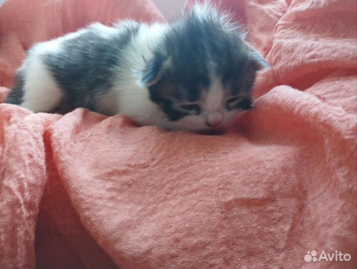 Шотландские вислоухие котята