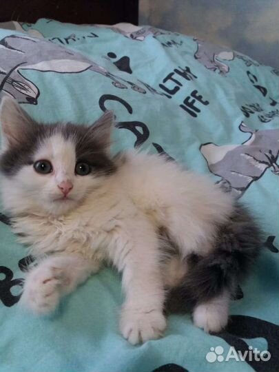 Кошка в дар бесплатно