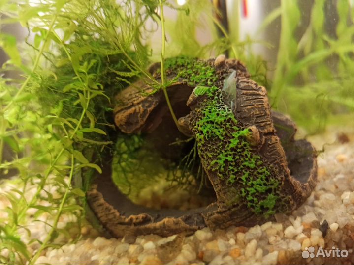 Фильтр рюкзачок, растения декор для аквариума
