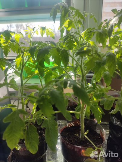 Рассада ампельного томата(помидор)