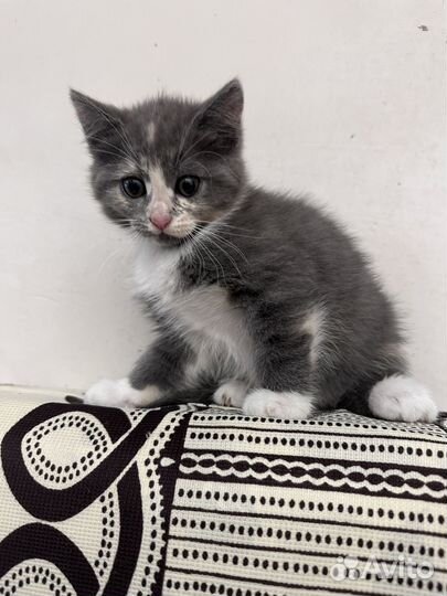 Котенок