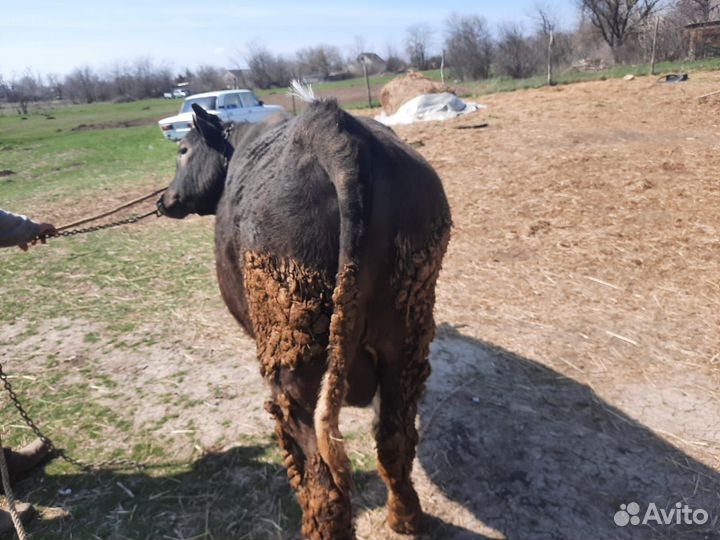 Быки на племя