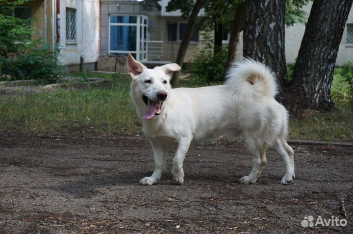 Собака мальчик 9 месяцев
